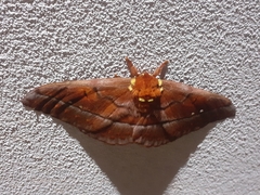 Procitheronia principalis