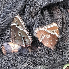 Morpho helenor achillides