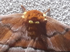 Procitheronia principalis