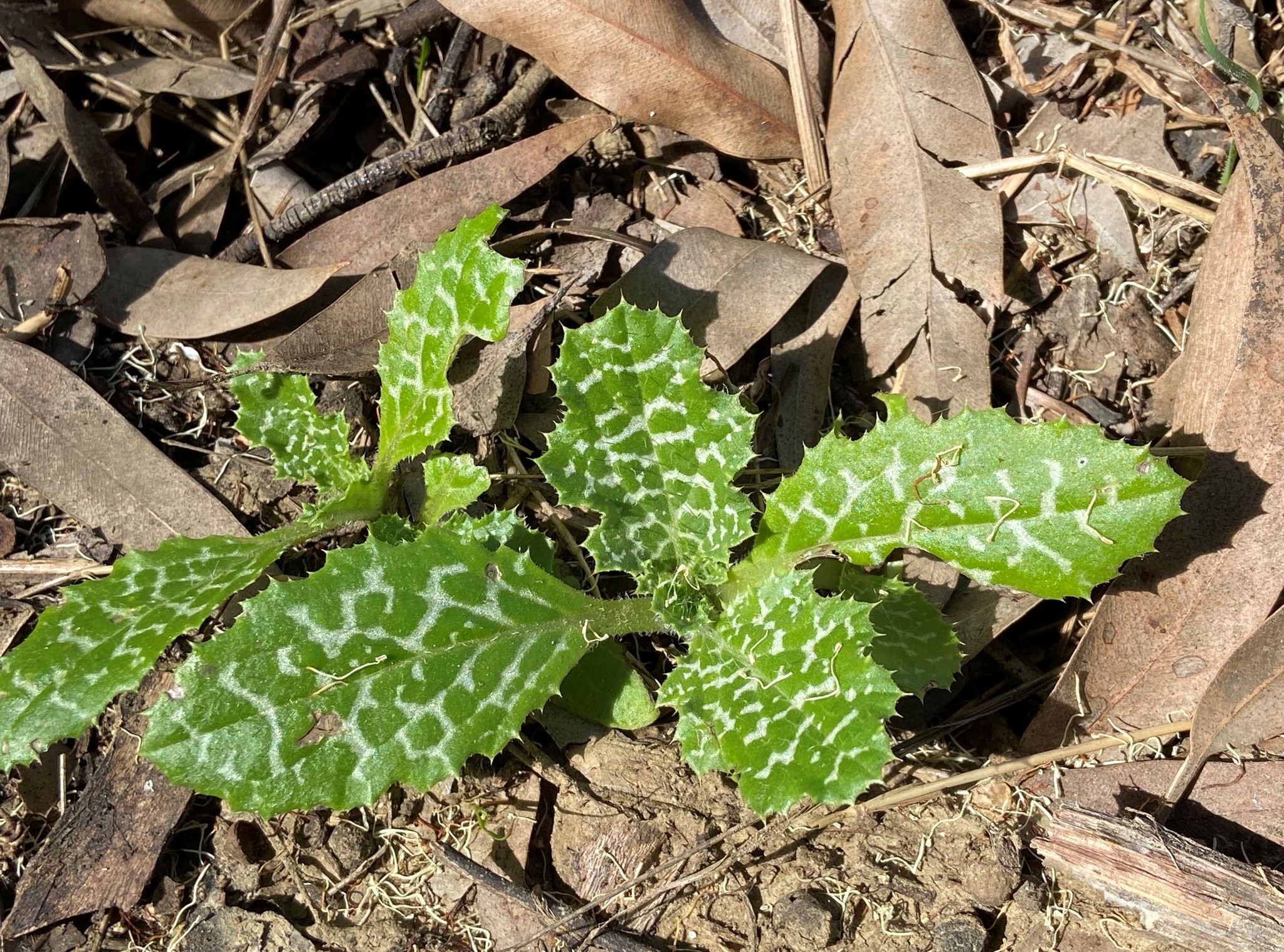 A seedling of Silybum marianum, showing the pattern of the white color being more present on the third-order veins before the secondary veins and primary veins