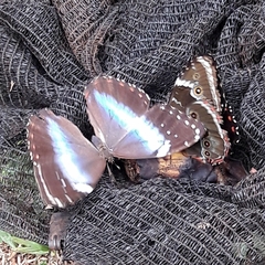 Morpho helenor achillides
