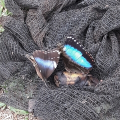 Morpho helenor achillides