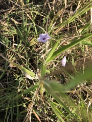 Ipomoea sinensis blepharosepala