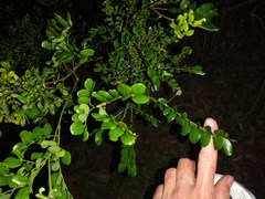 Vachellia choriophylla