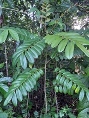 Simarouba