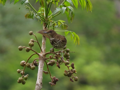 Maranon Thrush (Turdus maranonicus), photo 9