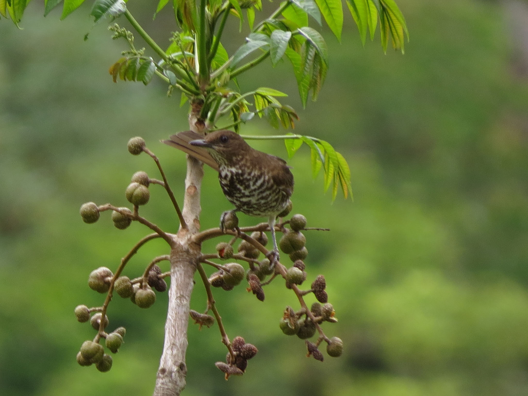 Maranon Thrush (Turdus maranonicus), photo 9