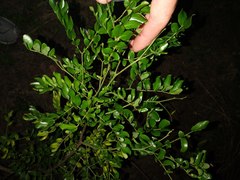 Vachellia choriophylla