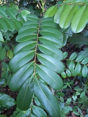 Simarouba