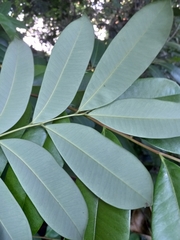 Simarouba
