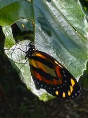 Lycorea halia cleobaea