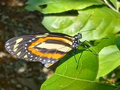 Lycorea halia cleobaea