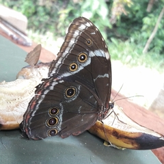 Morpho helenor achillides