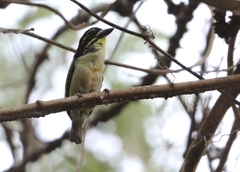 Pogoniulus atroflavus