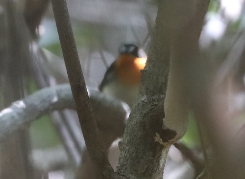 Orange-breasted Forest Robin