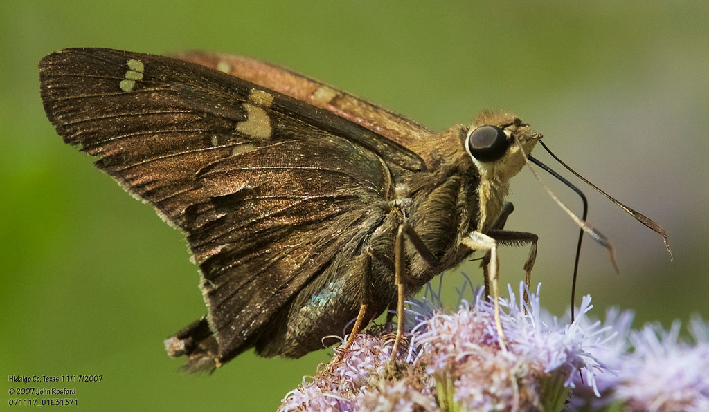 Eight-spotted Longtail