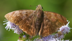 Pellicia arina