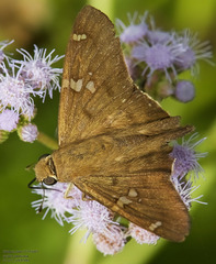 Ectomis octomaculata