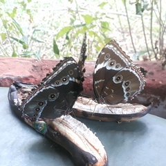 Morpho helenor achillides