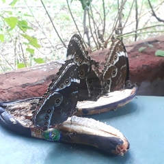 Morpho helenor achillides