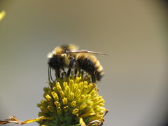 Bombus rufocinctus