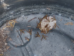 Polistes bequaertellus