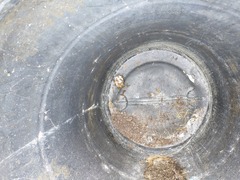 Polistes bequaertellus