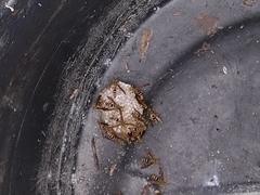 Polistes bequaertellus