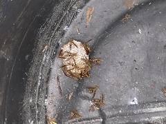 Polistes bequaertellus