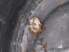 Polistes bequaertellus