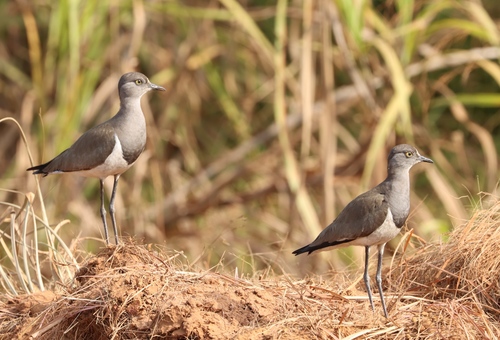 Senegal Lapwing