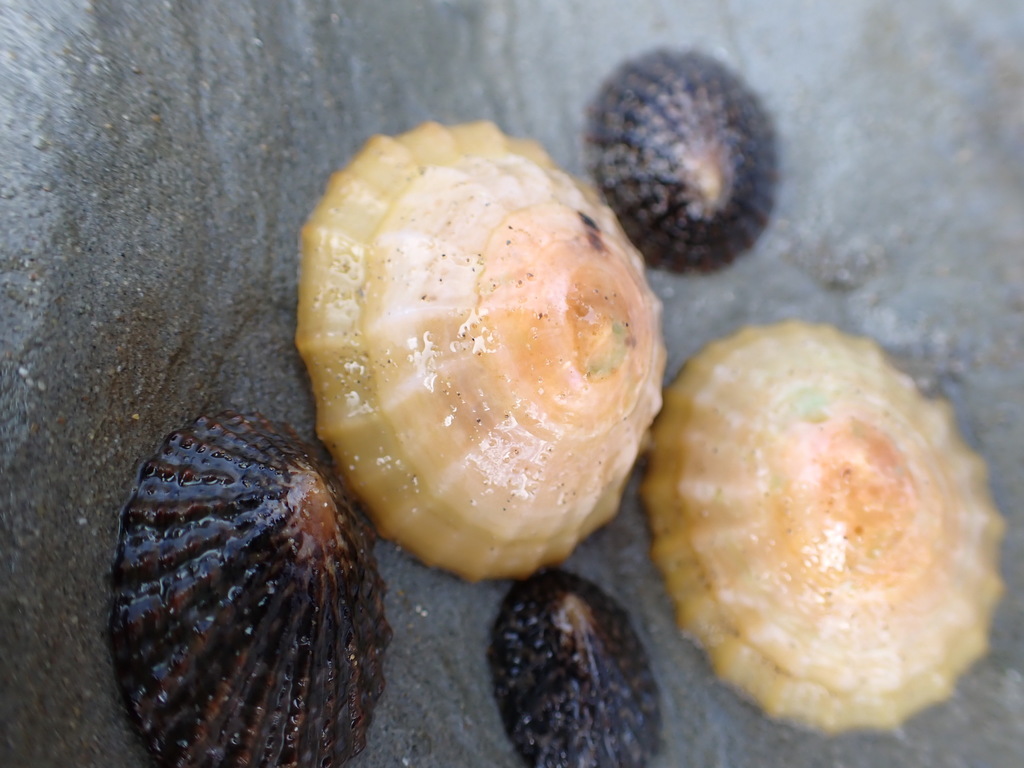 Golden Limpet