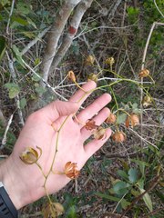 Encyclia altissima