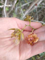Encyclia altissima