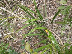 Encyclia altissima
