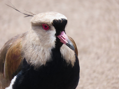 Vanellus chilensis