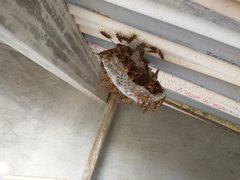 Polistes bequaertellus