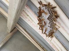 Polistes bequaertellus