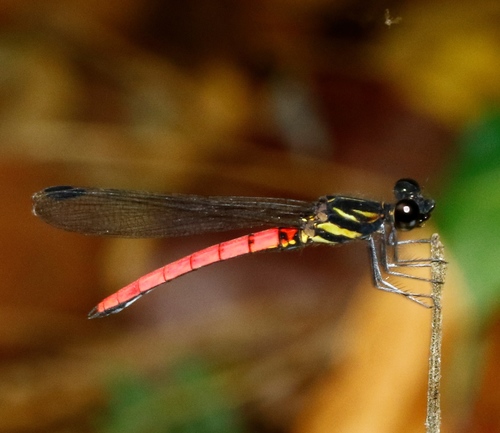 Rosy Jewel