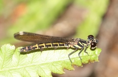 Chlorocypha pyriformosa