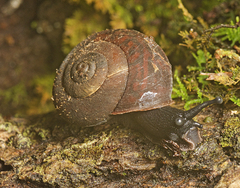 Ramogenia challengeri