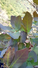 Quercus glaucoides