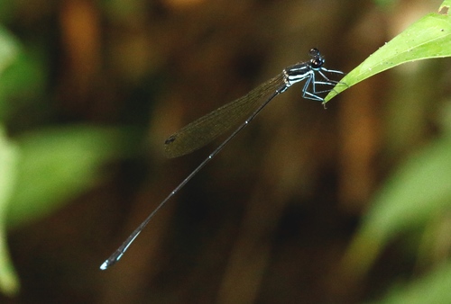 Blue-legged Yellowwing