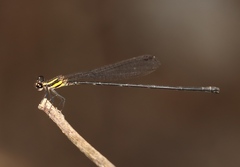 Allocnemis subnodalis