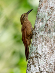 Dendrocolaptes platyrostris