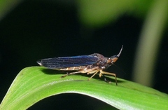 Raphirhinus phosphoreus