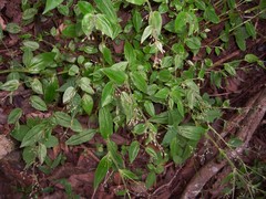 Callisia monandra