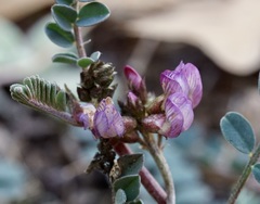 Astragalus cobrensis
