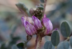 Astragalus cobrensis