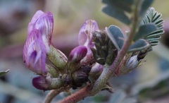 Astragalus cobrensis